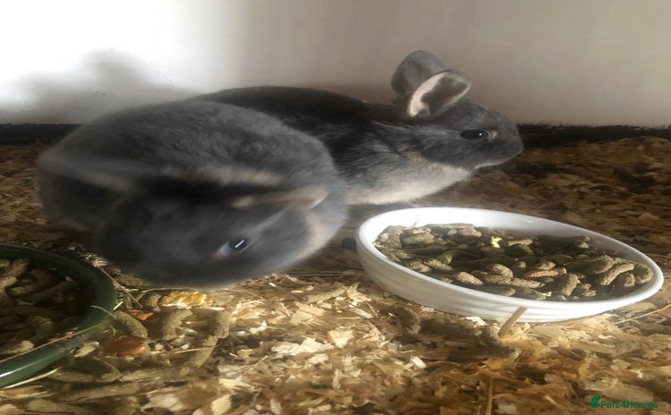 Netherland Dwarf rabbits - Advert 1