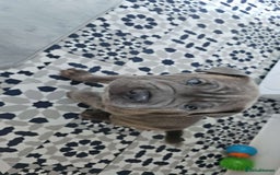 Mixed Breed dogs for sale: Cane corso x shar pei  - Image 2