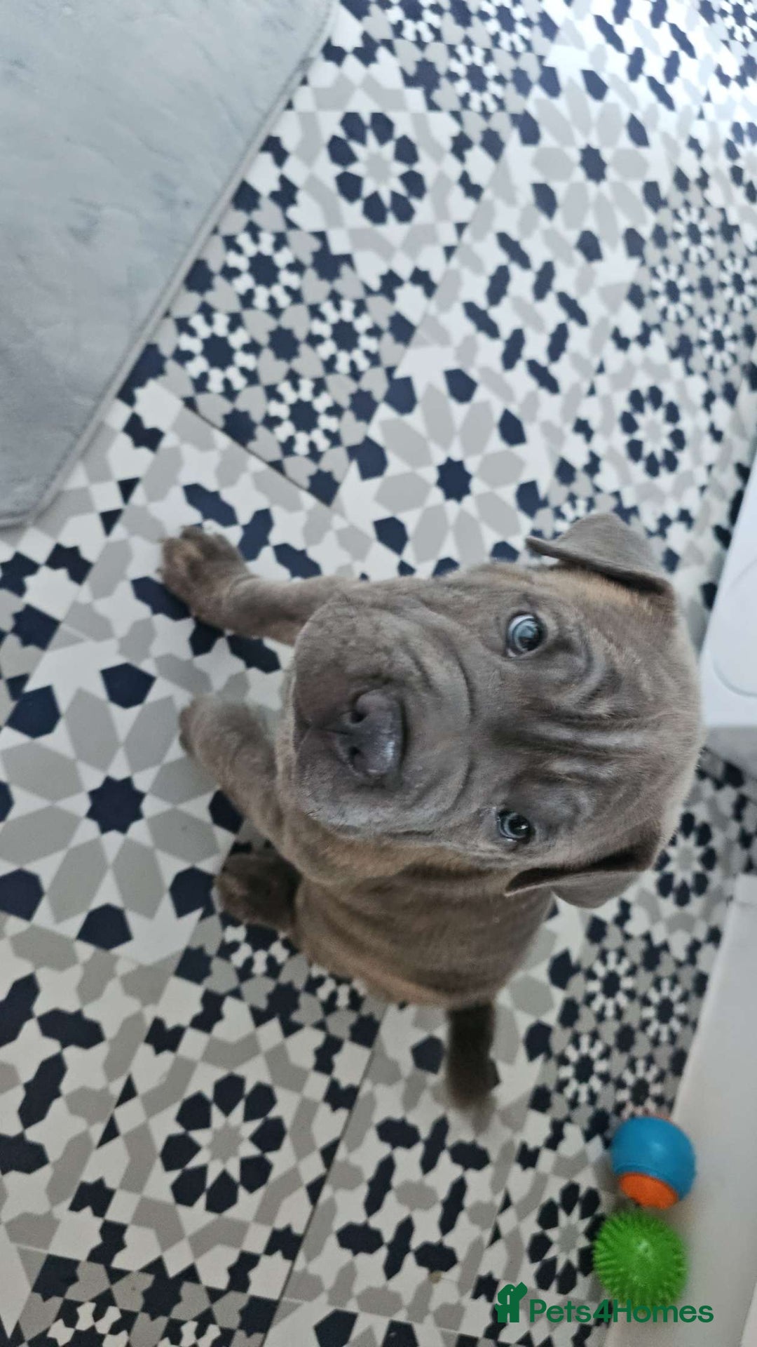 Mixed Breed dogs for sale: Cane corso x shar pei  - Image 2