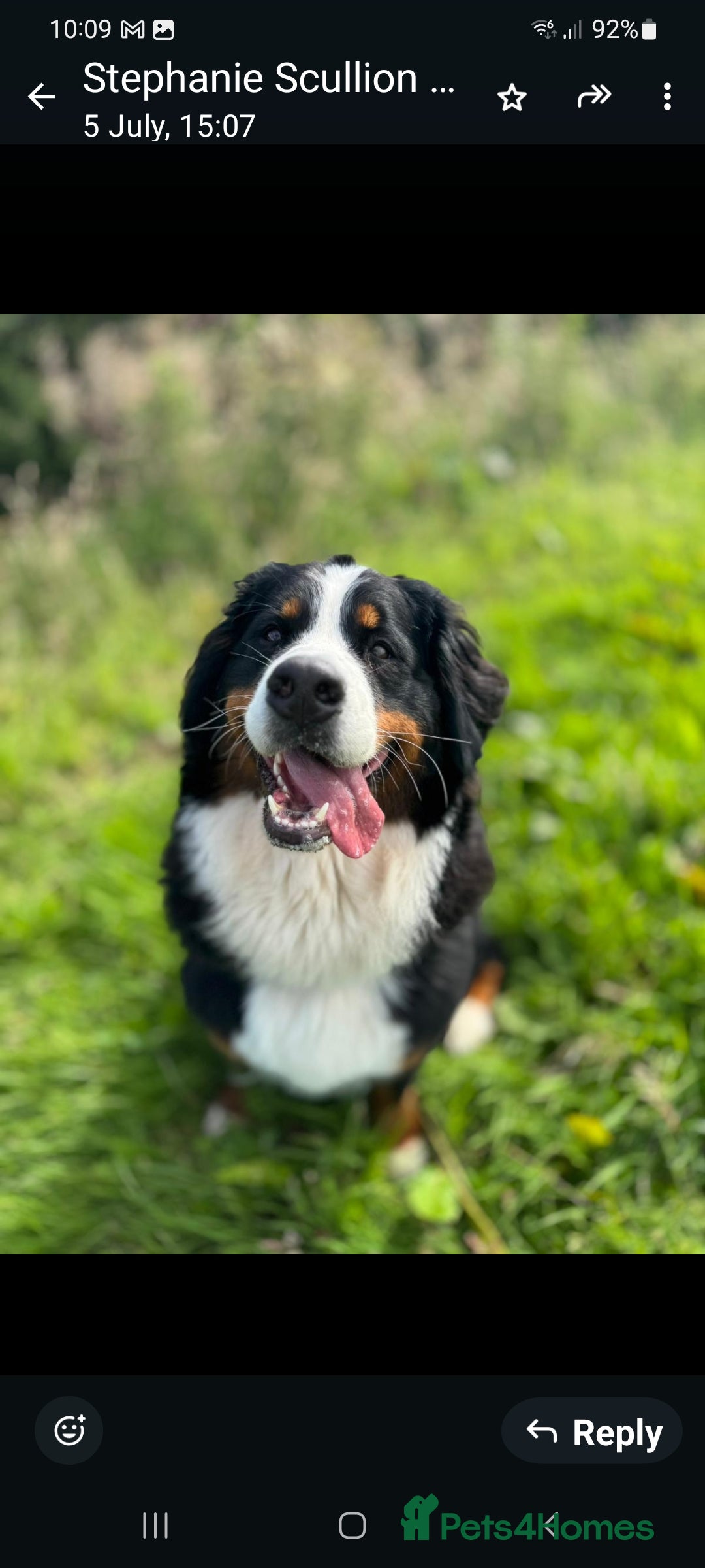 Bernese Mountain Dog dogs for sale: KC registered ENHANCED PEDIGREE  - Advert 4