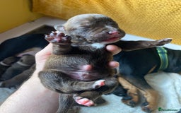 Mixed Breed dogs for sale: Rottweiler  ** taffy puppies - Image 19