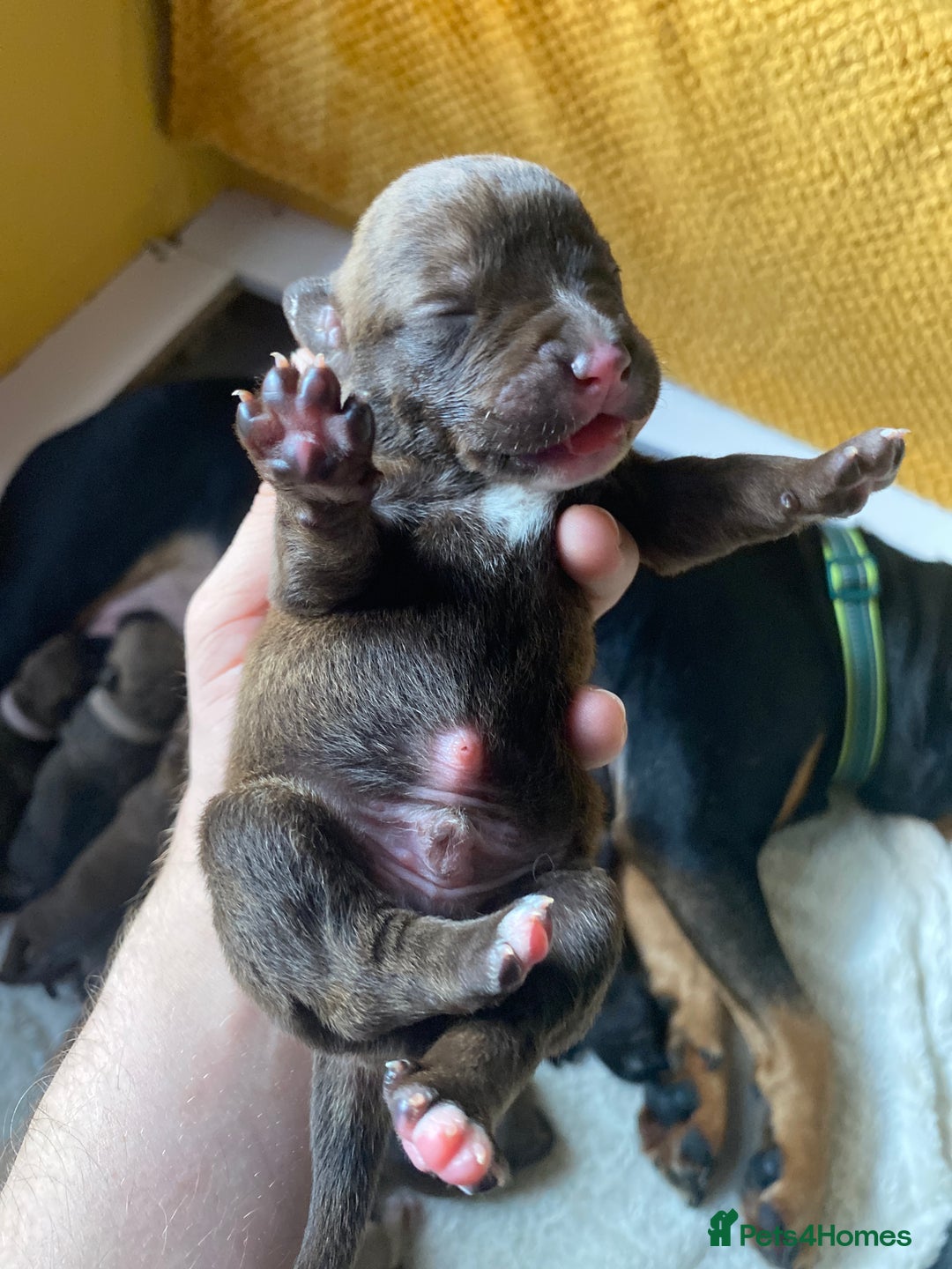 Mixed Breed dogs for sale: Rottweiler  ** taffy puppies - Image 19