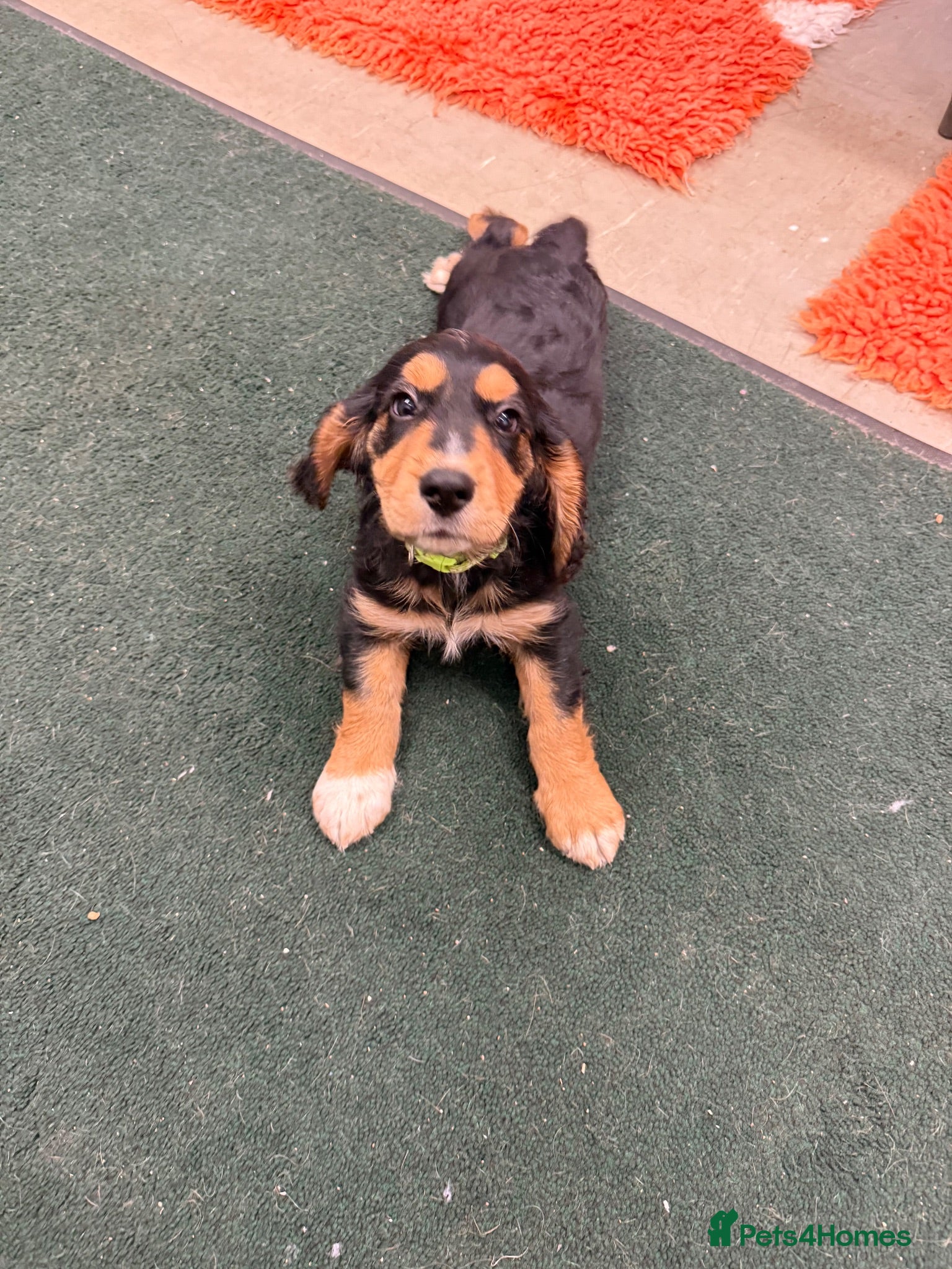Cocker Spaniel dogs  Ready to leave ! Males & female available  - Advert 1