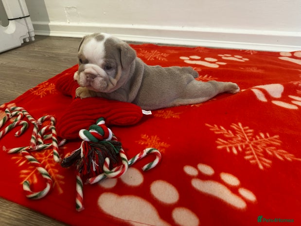 English Bulldog dogs 🐶✨ English Bulldog Puppies Available! ✨🐶 - Advert 1