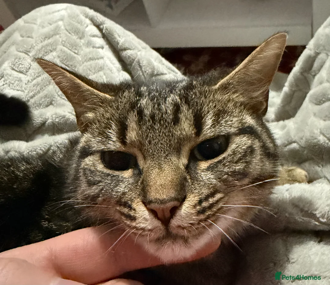 Domestic Shorthair cats for sale: Female cat for rehoming. in Wembley - Advert 2