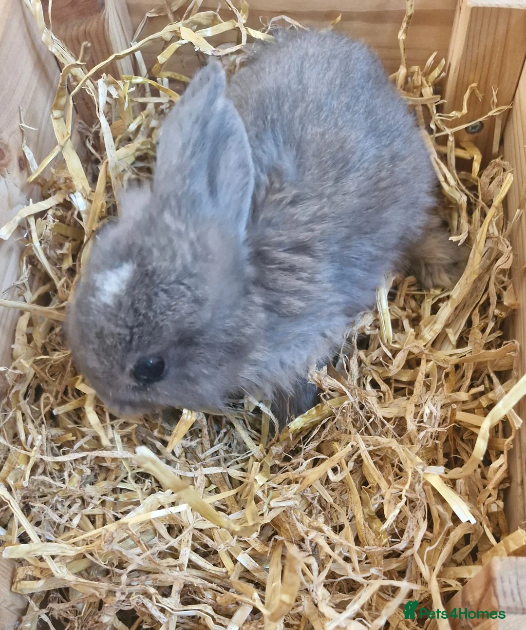 Mixed Breed rabbits for sale: Baby rabbits in Southampton - Advert 2