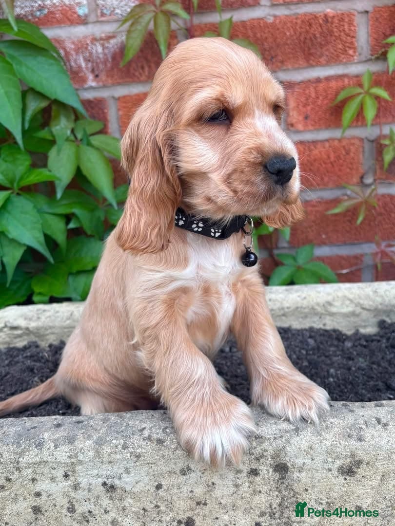 Cocker Spaniel dogs Ready now! Health tested show cocker spaniels - Advert 16