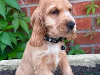 Cocker Spaniel dogs Ready now! Health tested show cocker spaniels - Advert 16