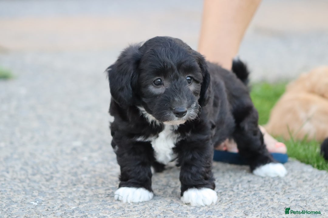 Cavapoochon dogs for sale: Cavapoochon puppies for sale - Image 35