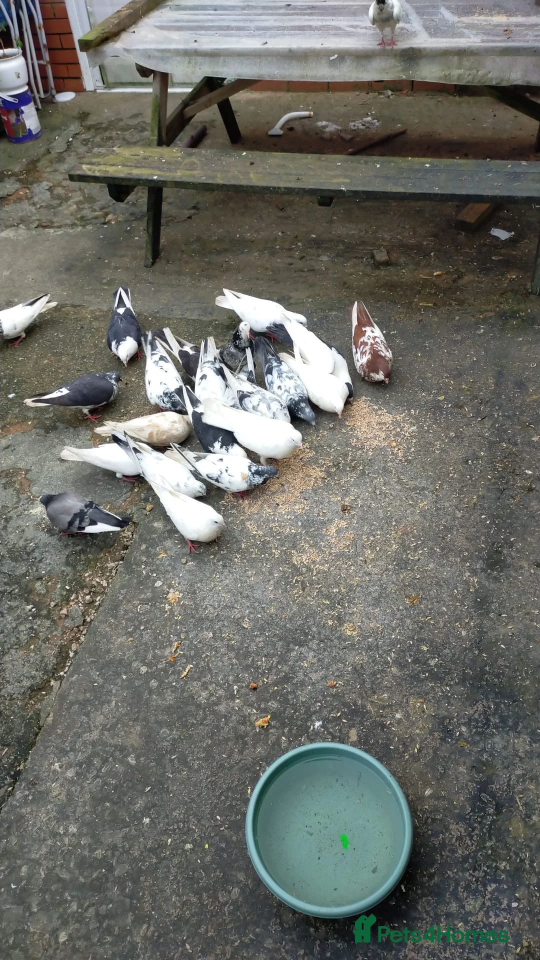 Pigeons birds for sale: Pakistani and Iranian Pigeons - Advert 4