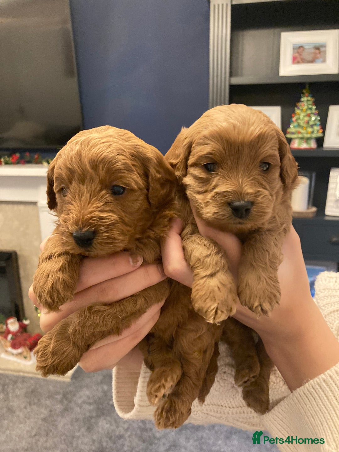 Cavapoo dogs for sale: F1b cavapoo puppies - Advert 14
