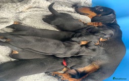 Miniature Dachshund dogs for sale: Quality KC Miniature Dachshund Puppies - Image 20