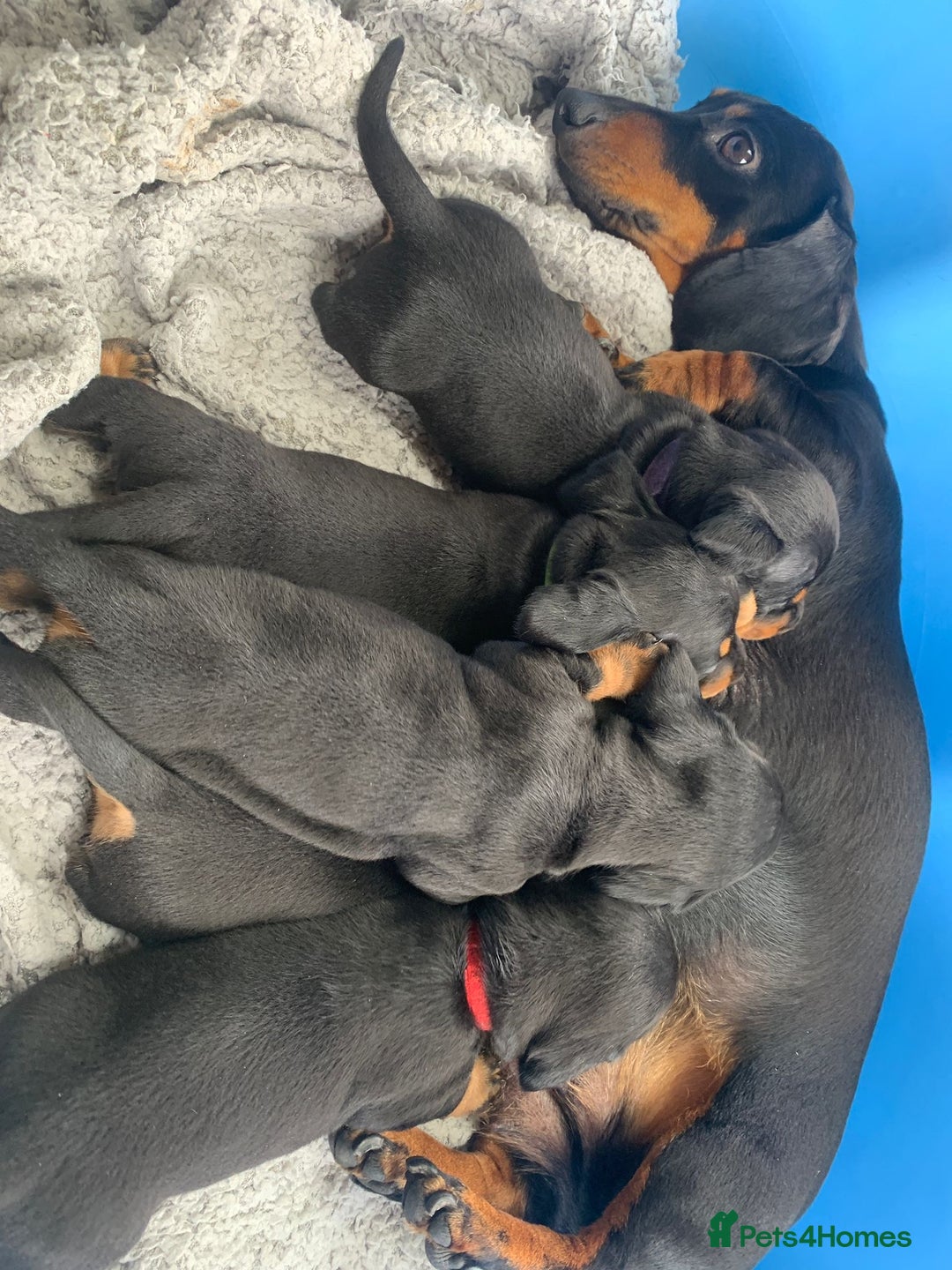 Miniature Dachshund dogs for sale: Quality KC Miniature Dachshund Puppies - Image 20