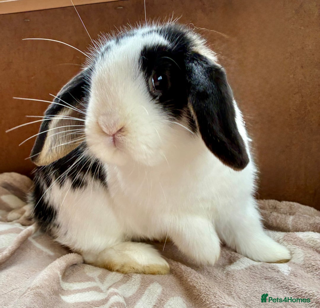Mini Lion Lop rabbits for sale: 3 beautiful Rabbits  - Image 3