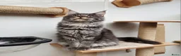 Maine Coon cats for sale: 2 Stunning GCCF Kittens Available.  - Advert 7