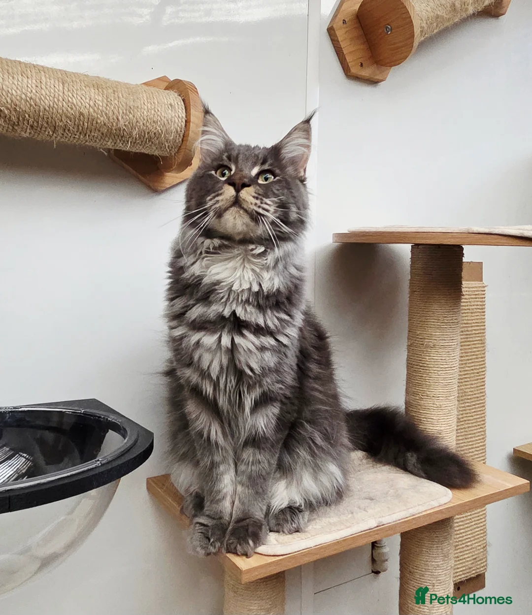 Maine Coon cats for sale: 2 Stunning GCCF Kittens Available.  - Advert 7