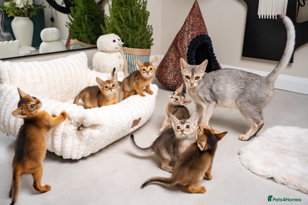 Abyssinian cats for sale: 6 Amazing Abyssinians, Extra Lovlely Personality - Advert 16
