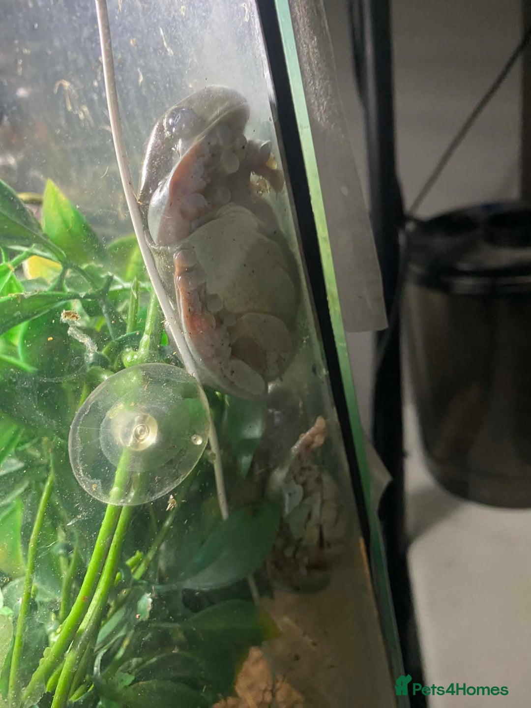 Mixed Breed invertebrates for sale: Two Tree Frogs & Everything Included - Advert 5