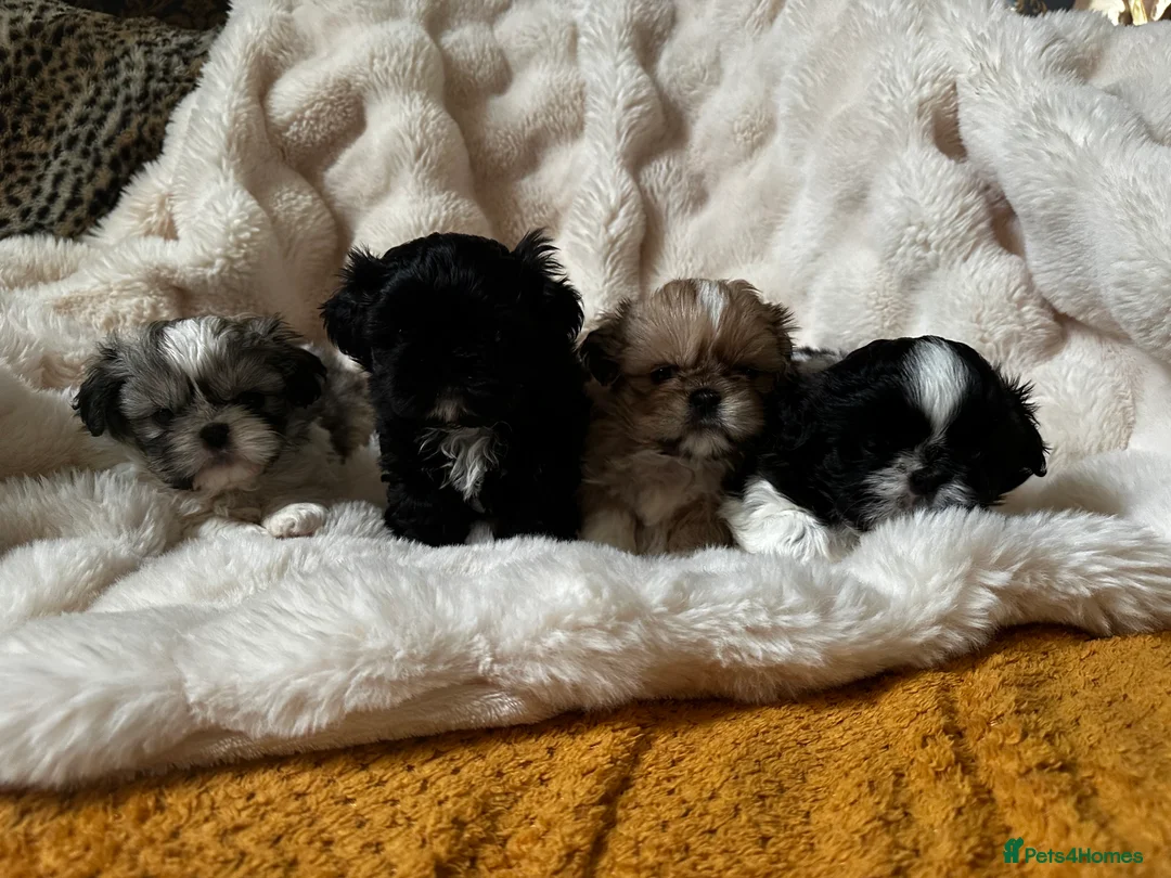 Shih Tzu dogs for sale: Shih Tzu Puppys miniature  in Southport - Advert 2