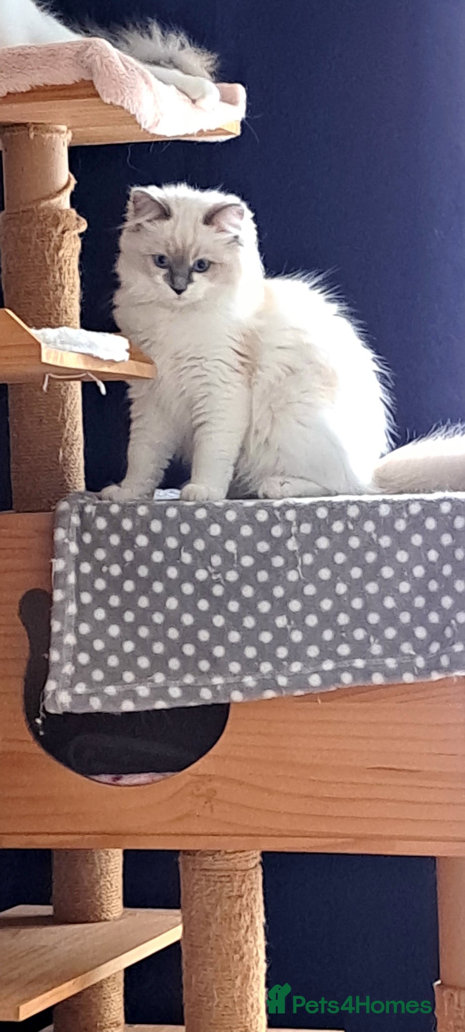 Ragdoll cats GCCF registered Ragdoll kittens 🐈 - Advert 2