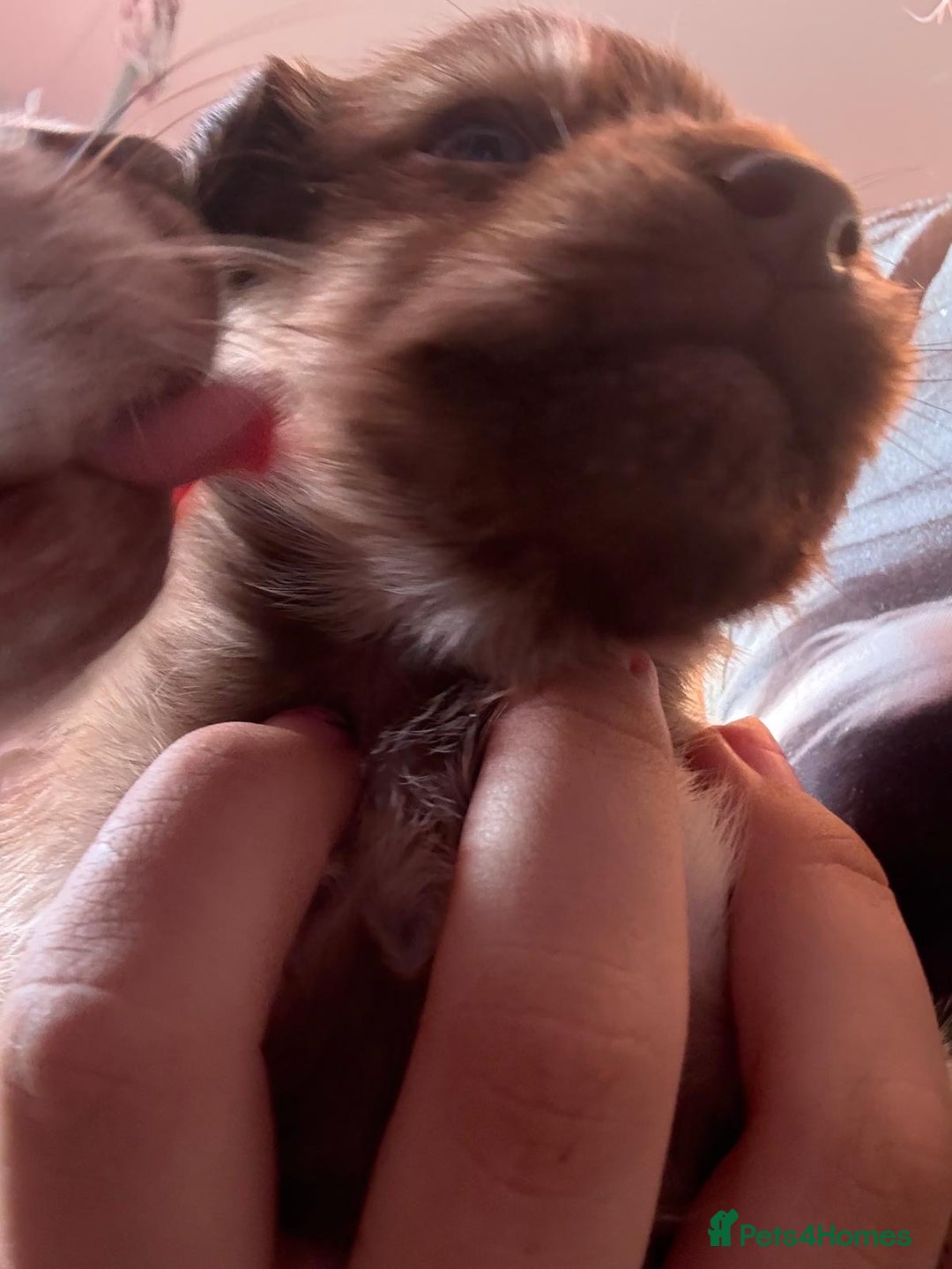 Mixed Breed dogs for sale: chihuahua mixed breed - Advert 24