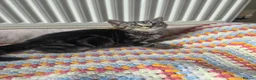 Mixed Breed cats for sale: Tabby cross persian kittens for sale  - Advert 4