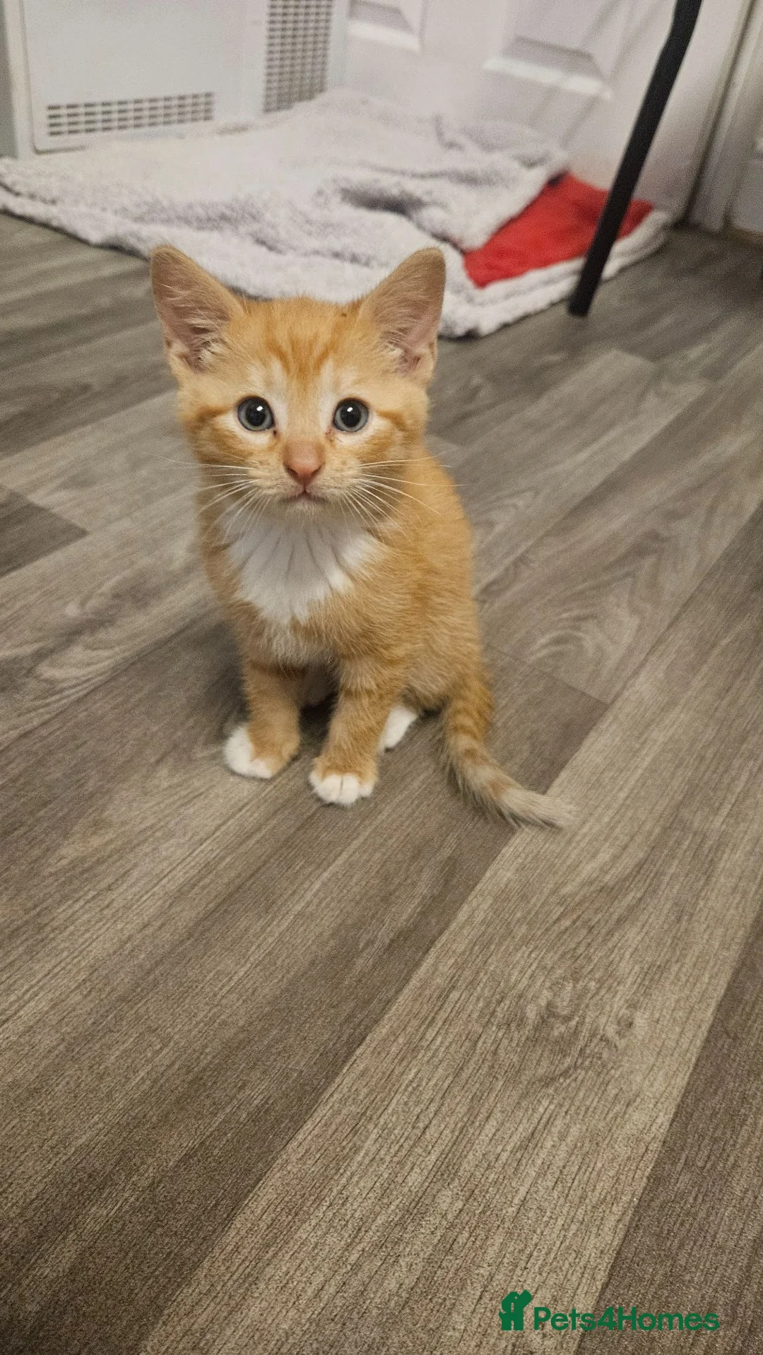 Mixed Breed cats for sale: Black girls,ginger boy❤️ in Barnsley - Advert 11