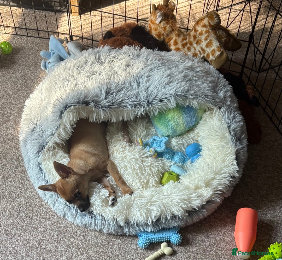 Chihuahua dogs for sale: Chihuahua puppy price ono - Image 2