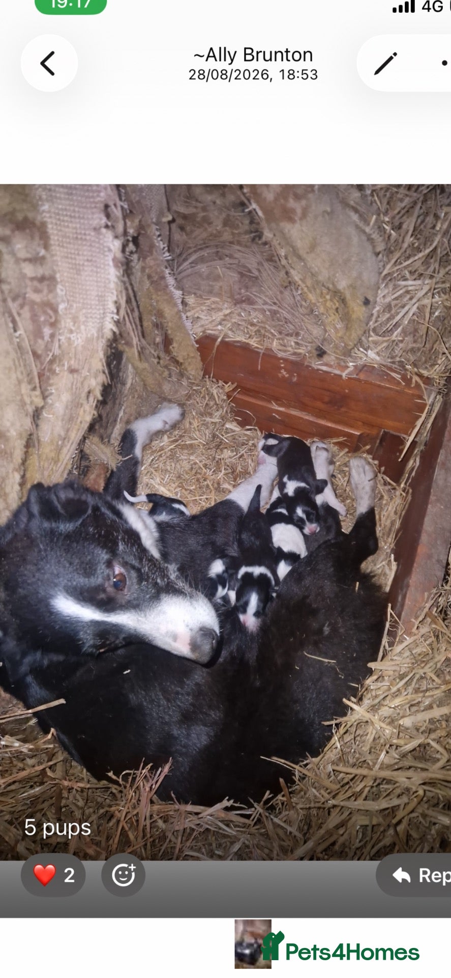 Border Collie dogs Collie pups for sale  - Advert 3