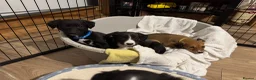 Mixed Breed dogs for sale: LAST BOY- Saluki Greyhound puppies - Advert 6