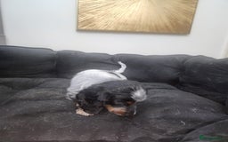 Dachshund dogs for sale: Stunning Dachshund Puppies  - Image 13