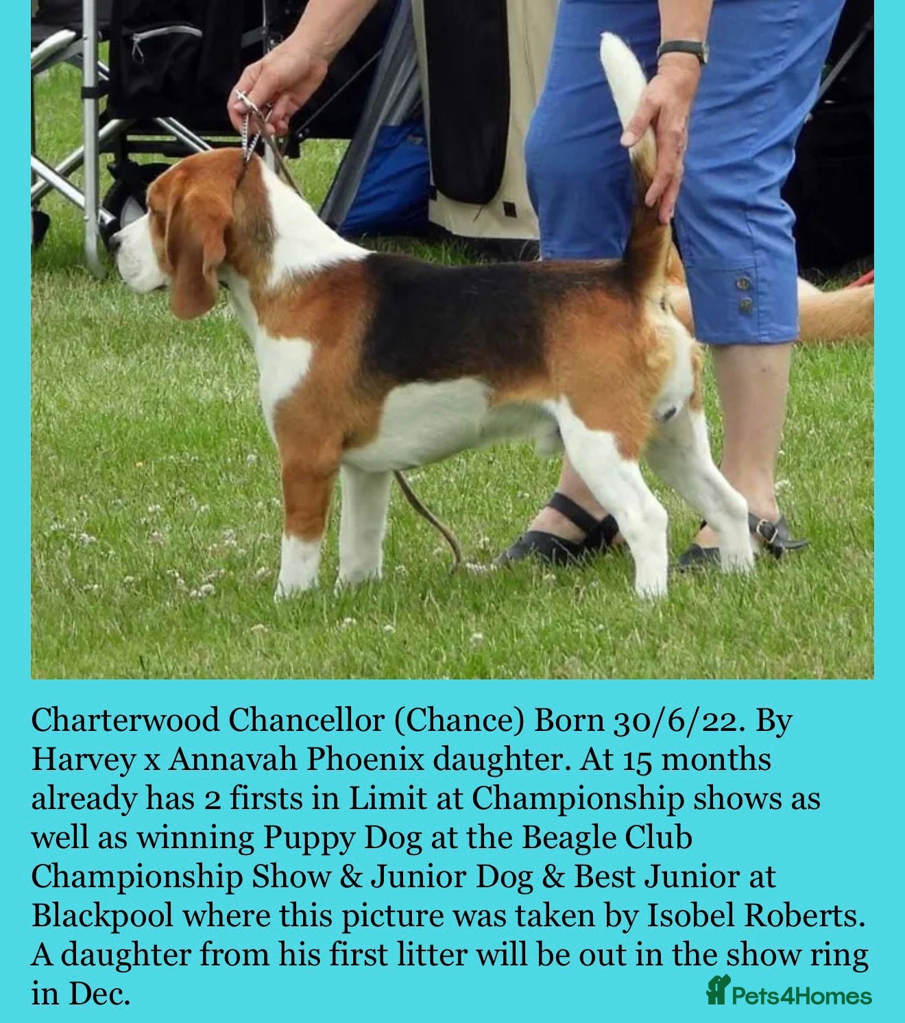 Beagle dogs Kc reg Charterwood/Duffose Show winning    - Advert 1