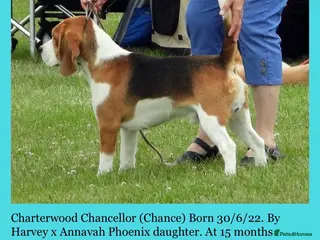 Beagle dogs Kc reg Charterwood/Duffose Show winning - Advert 1