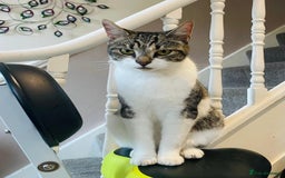 Domestic Shorthair cats for sale: Tabby - Image 1