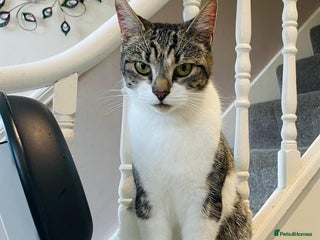 Domestic Shorthair cats - Advert 22