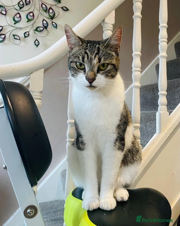 Domestic Shorthair cats - Advert 4