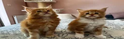 Maine Coon cats for sale: 👑 Gorgeous Tica Registered Red Maine Coon kittens - Advert 1