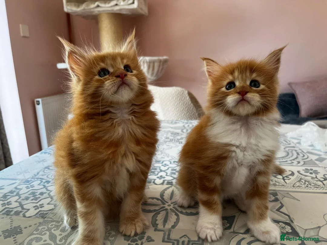 Maine Coon cats for sale: 👑 Gorgeous Tica Registered Red Maine Coon kittens - Advert 1