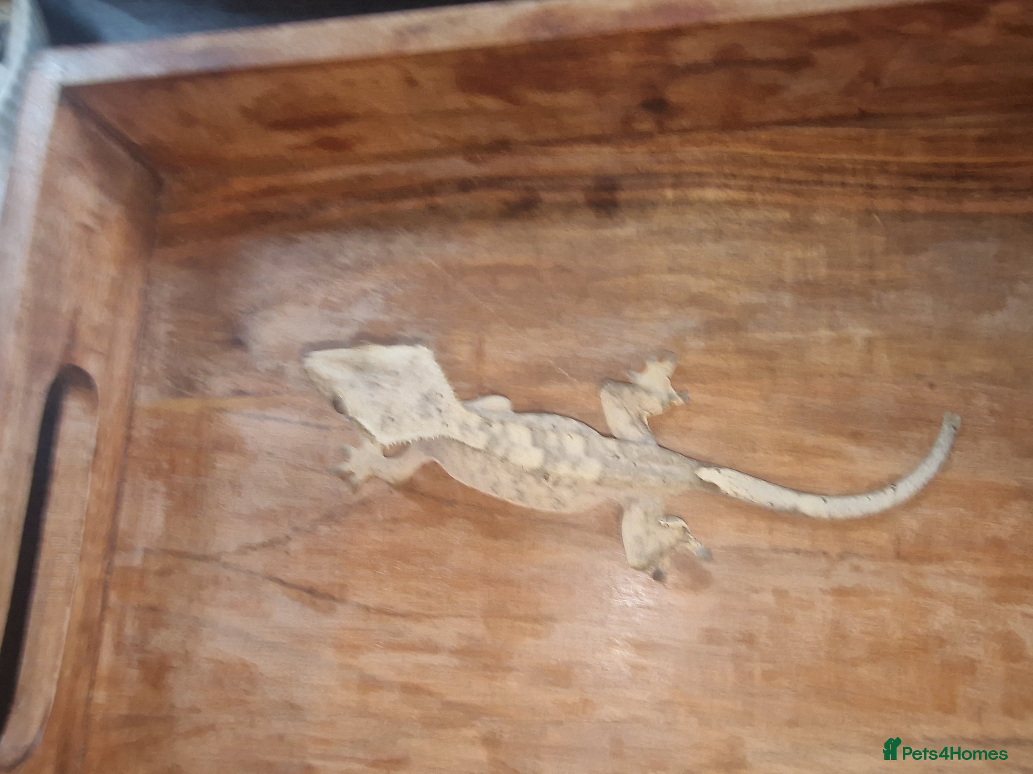 Gecko reptiles for sale: 8x Crested geckos/Full collection available!  - Advert 17