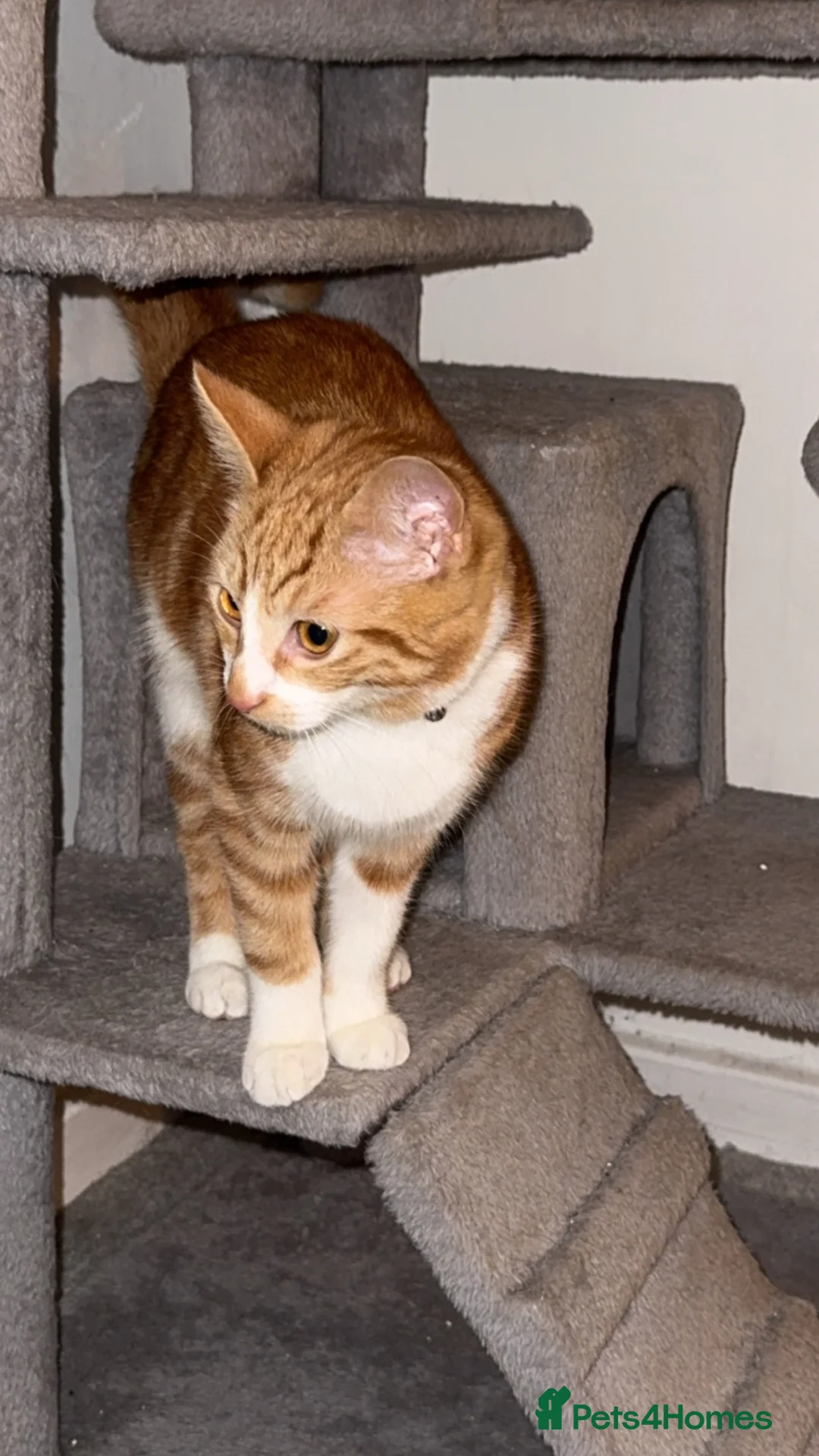 Mixed Breed cats for sale: 2x ginger kittens for sale - Advert 9