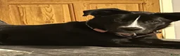 Cane Corso dogs for sale: Beautiful Doggo Lotus - Advert 2