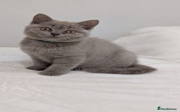 British Shorthair cats for sale: 🐾 Gorgeous British Shorthair Kittens 🐾 Pointed! - Image 10
