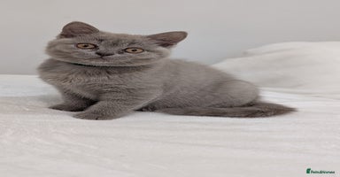 British Shorthair cats - Advert 5