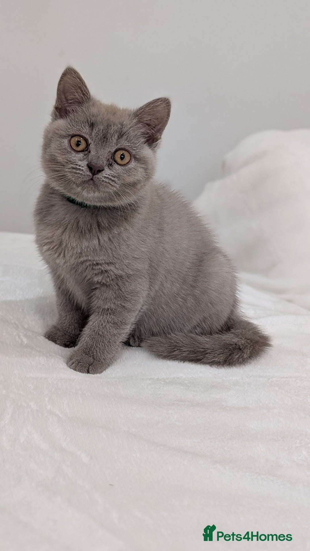 British Shorthair cats for sale: 🐾 Gorgeous British Shorthair Kittens 🐾 Pointed! - Image 10