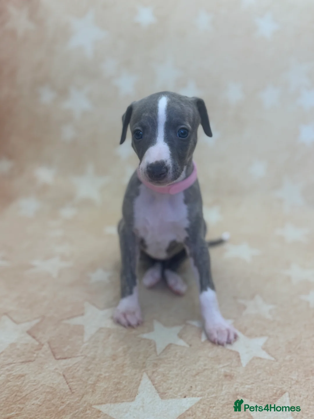 Whippet dogs for sale: Top quality KC registered Whippet pups - Advert 20