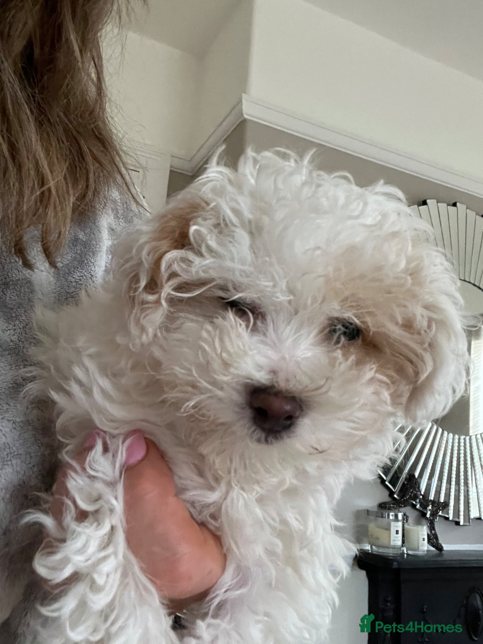 Maltipoo dogs Beautiful White/Tan Maltipoo Make Puppy  - Advert 1