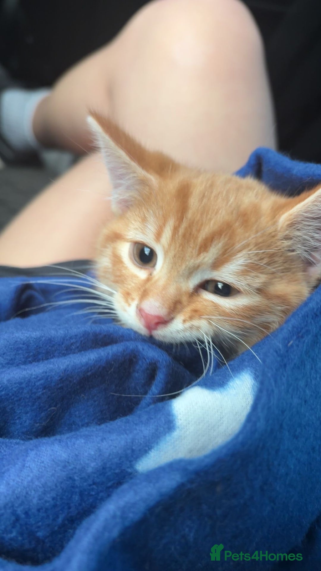 Mixed Breed cats for sale: 10 week old male ginger kitten - Advert 1