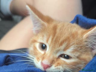 Mixed Breed cats 10 week old male ginger kitten - Advert 1