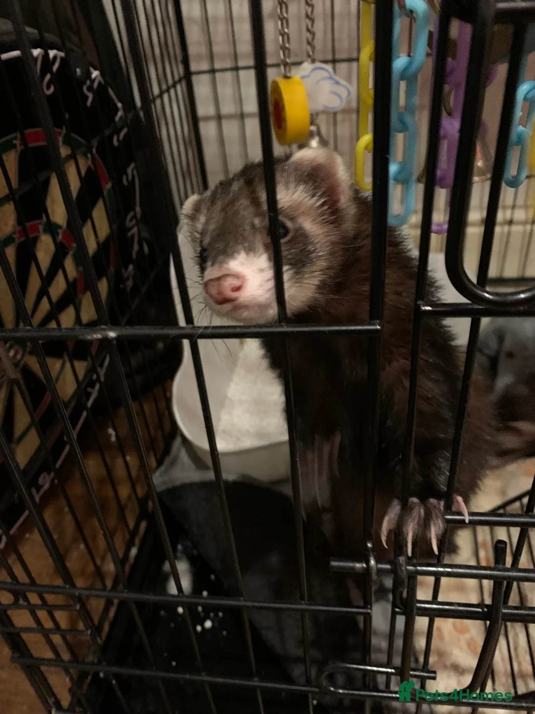 Ferret rodents for sale: 2 female ferrets Narla and Moon for rehoming  - Advert 9