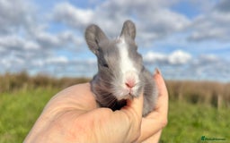 Angora rabbits for sale: Fully Vaccinated Pedigree English Angoras  - Image 14